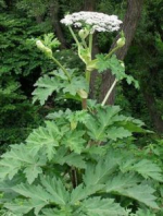 26052025-1.jpg